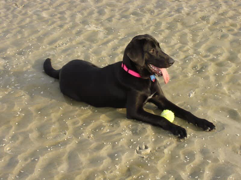 This rental allows small dogs.