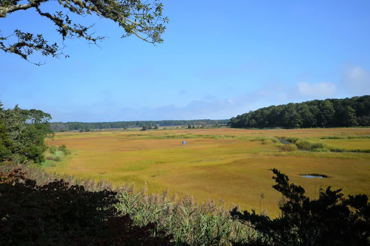 Expansive Salt Marsh