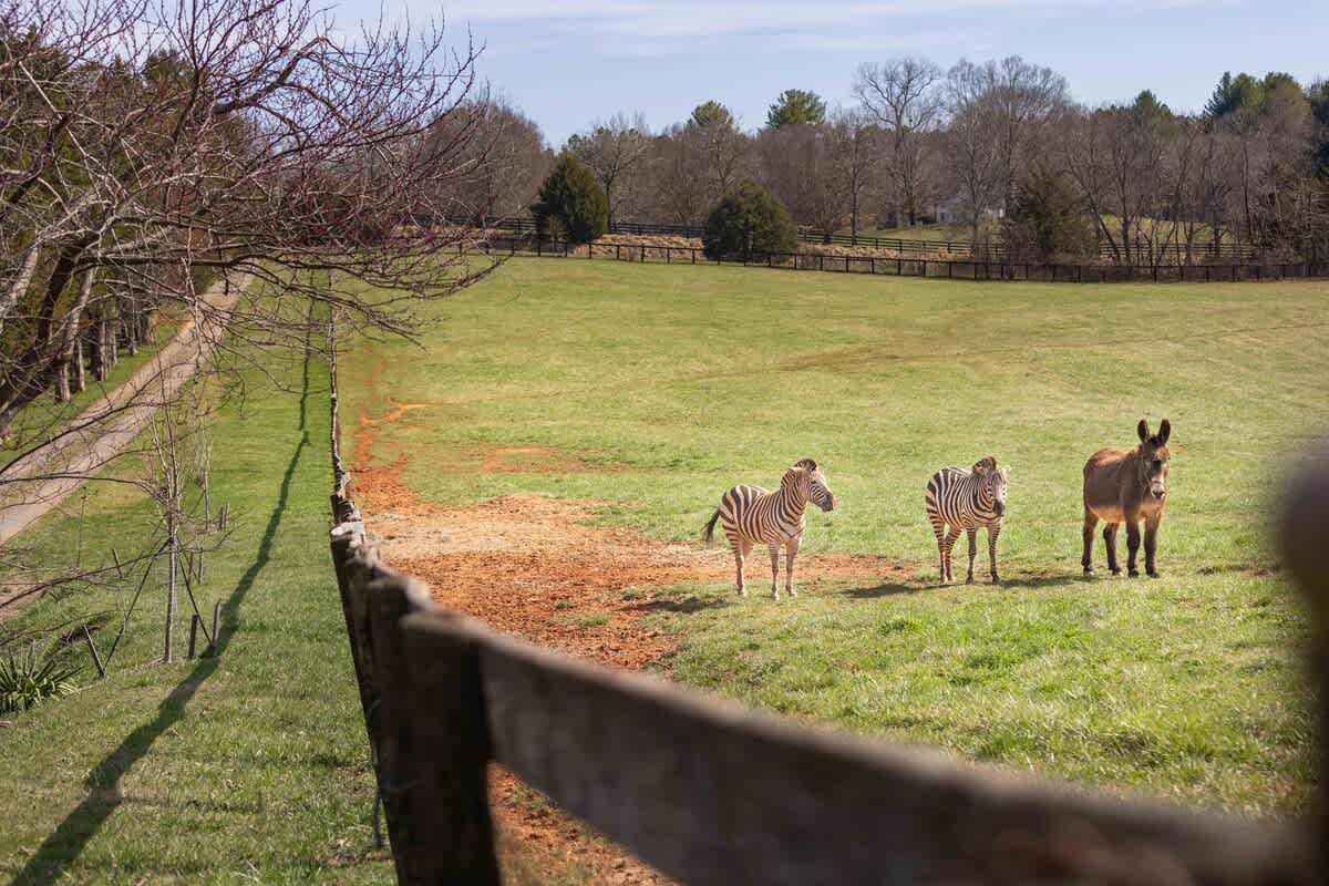 Keelona Cottage - vacation rental in Charlottesville — photo 7 of 29