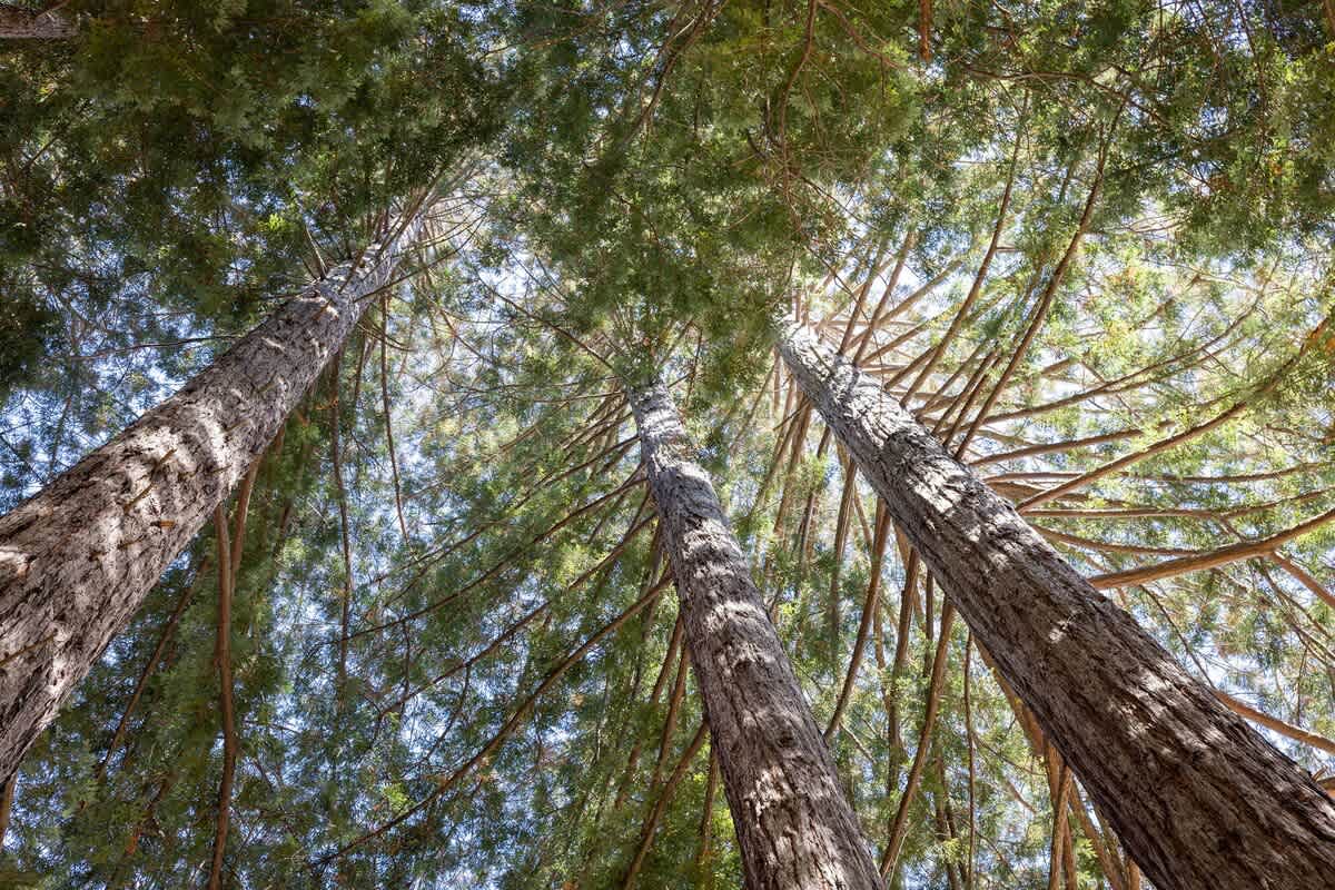 Spend time in the hammock and adore the strong towering redwood trees