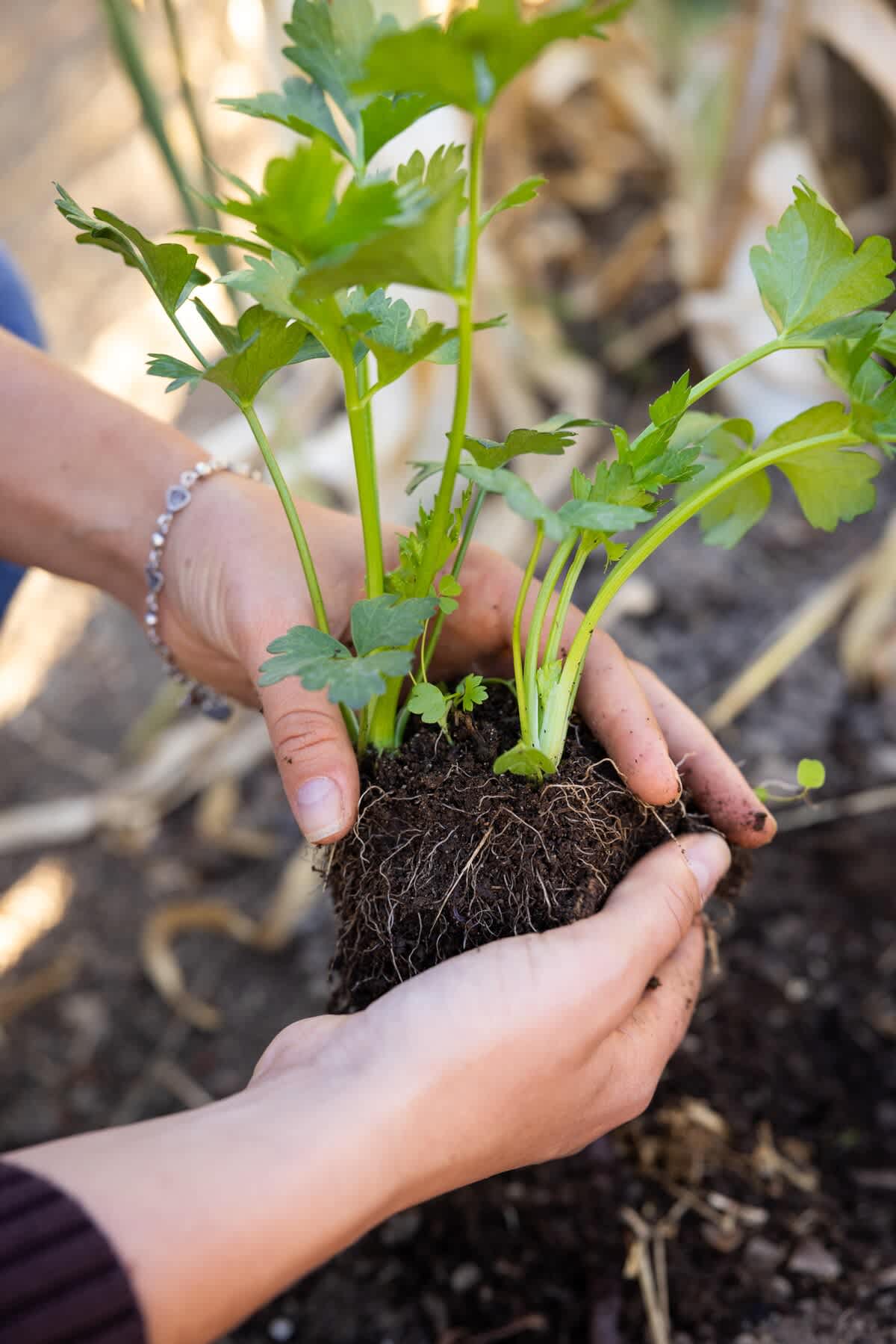 Help transplant crops