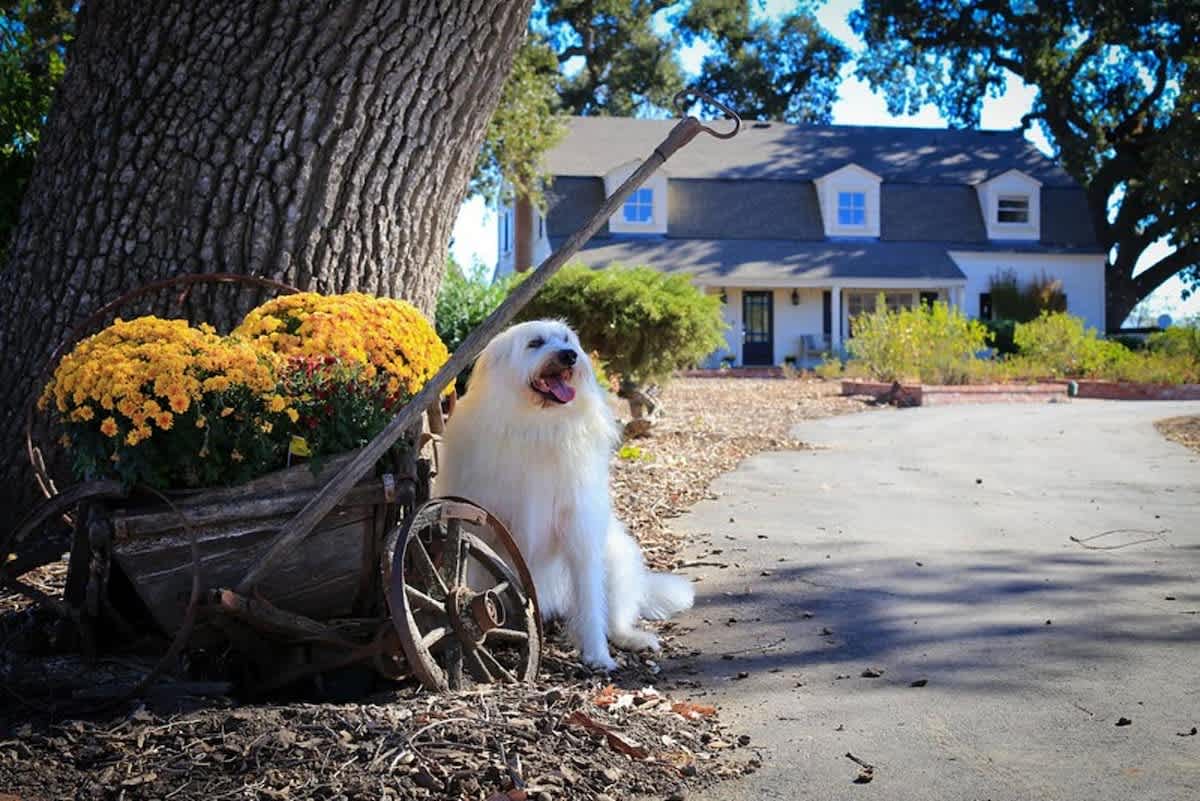 Pet-friendly charm in the heart of wine country. After exploring nearby Santa Clara Valley wineries, come home to vineyard views, cozy evenings, and plenty of space to unwind.