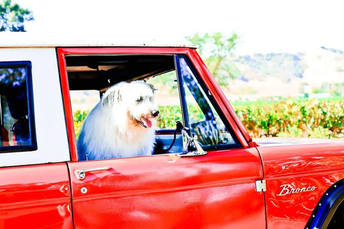 Bring the whole family — even your furry friends! This pet-friendly San Martin estate is the perfect getaway for kids, parents, and pups, with wide-open grounds and nearby adventures.