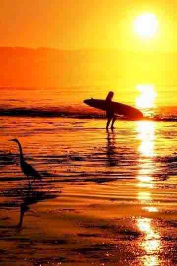 Catch golden sunsets in Santa Cruz—where surfers, wildlife, and ocean views meet. Perfect for families, couples, and adventurers wanting the full California beach experience.