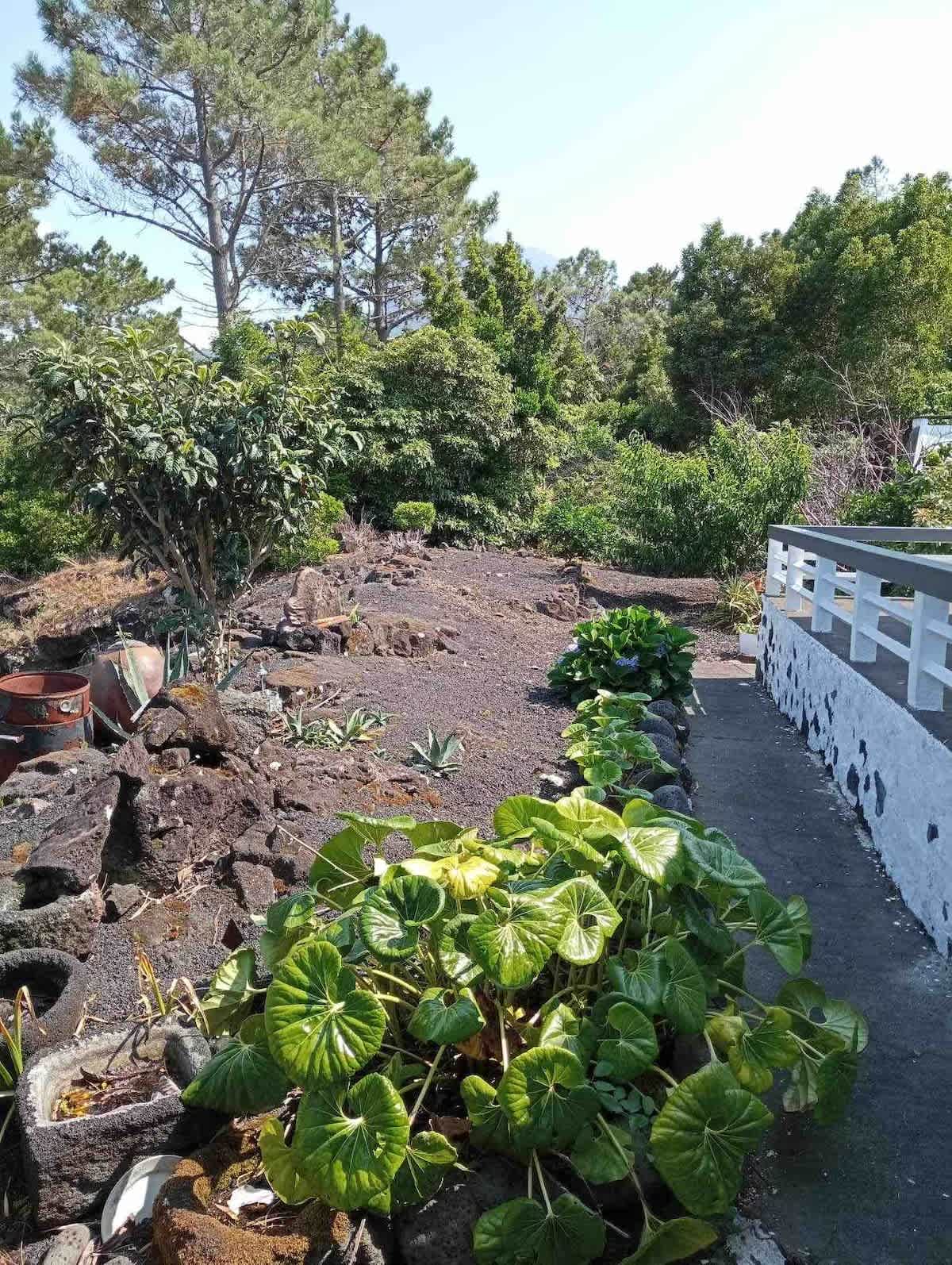 A lot of typical vegetation all around the house.