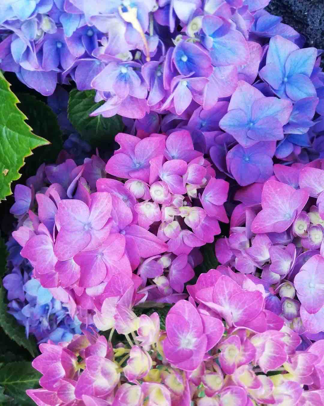 Hydrangea are very common in Pico.