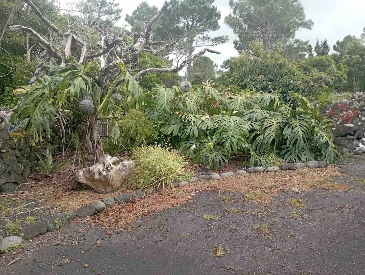 There are some old fruit trees and grape vines on the property. Feel free to help yourself.
Persimmon trees, my father brought seeds over from the US and planted them years and years ago and they have still survived.