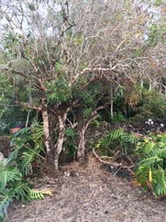 A lot of vegetation