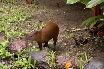 Up House · Caribbean Style near Playa Chiquita