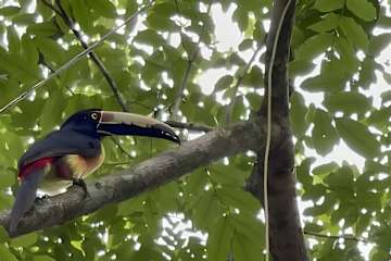 Up House · Caribbean Style near Playa Chiquita