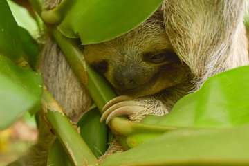 Up House · Caribbean Style near Playa Chiquita