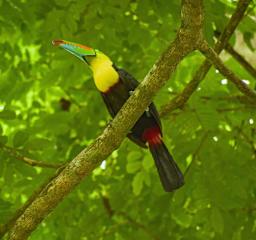 Up House · Caribbean Style near Playa Chiquita