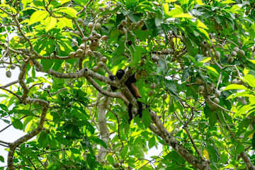 El Oasis Beachfront - Refugio frente al mar