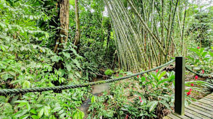 Casa Auratus: Jungle Paradise Near Gandoca Refuge