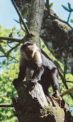 Casa Auratus: Jungle Paradise Near Gandoca Refuge