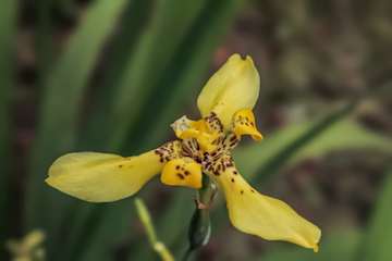 Casa Auratus: Jungle Paradise Near Gandoca Refuge