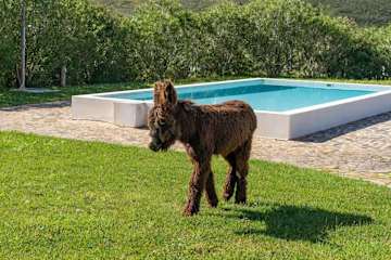 Burro Ville by HostWise - Spacious House w/ Pool photo 4