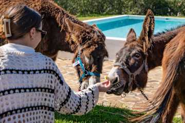 Burro Ville - Bright Houses w/ Pool by HostWise photo 5