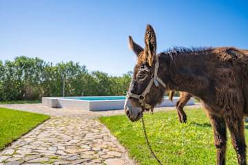Burro Ville - Bright Houses w/ Pool by HostWise photo 2