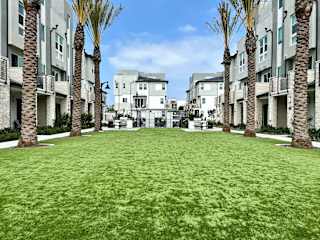 Green space surrounded by palm trees.