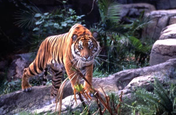 Busch Gardens, USF, 10 MI to DT Tampa!