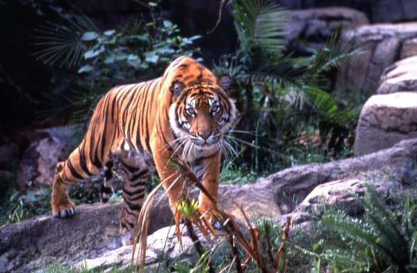 5 MI to Busch Gardens + 2 MI to USF + Pool + Gym