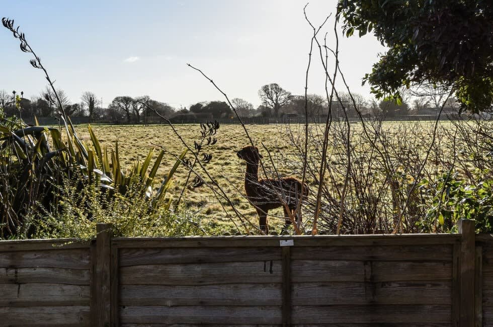 Your neighbours are alpacas!