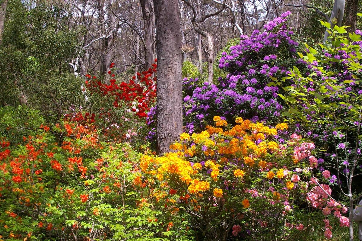 Beautiful flora at Campbell Rhododendron Gardens