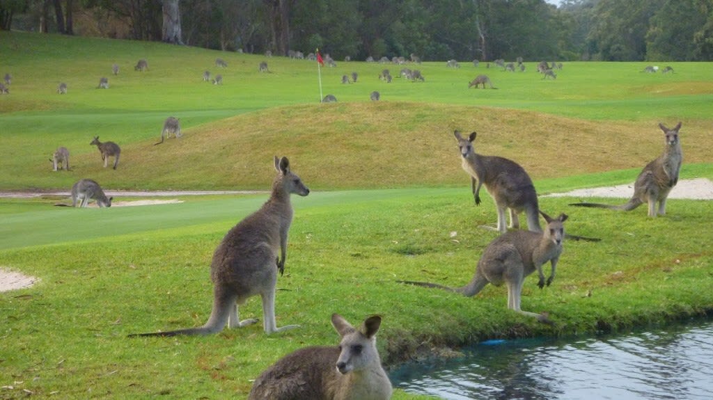 Play with kangaroo's at Port Stephens Kangaroo Encounter Park
