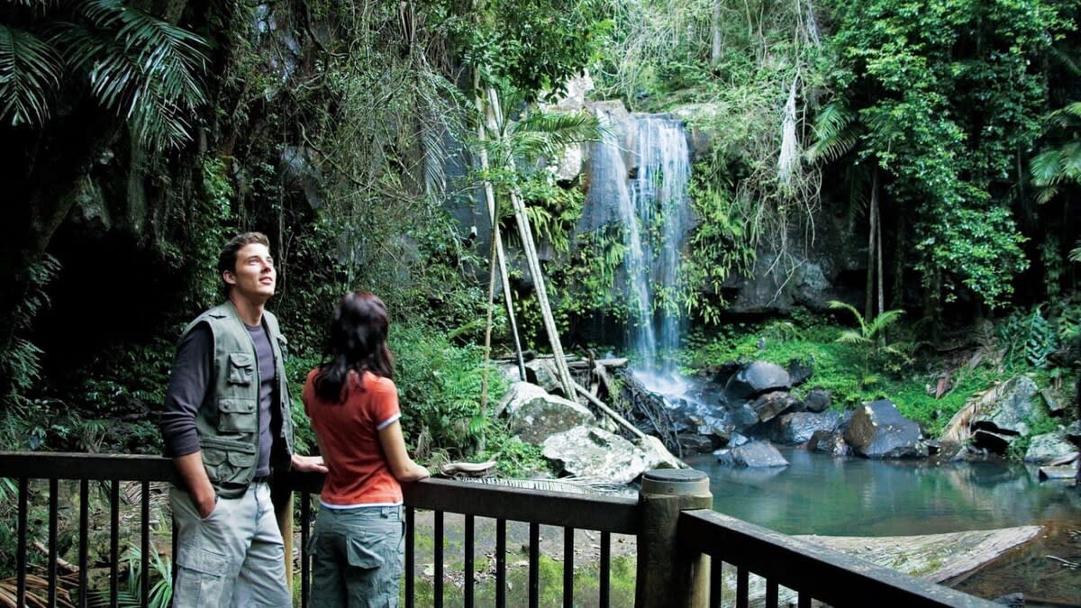Your vacation wouldn't be complete without visiting the picturesque Curtis Falls, Tamborine National Park