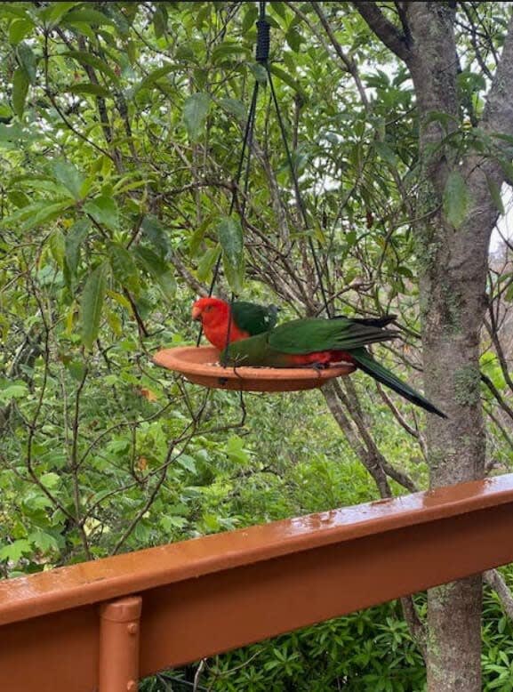 Enjoy feeding King Parrots from the balcony