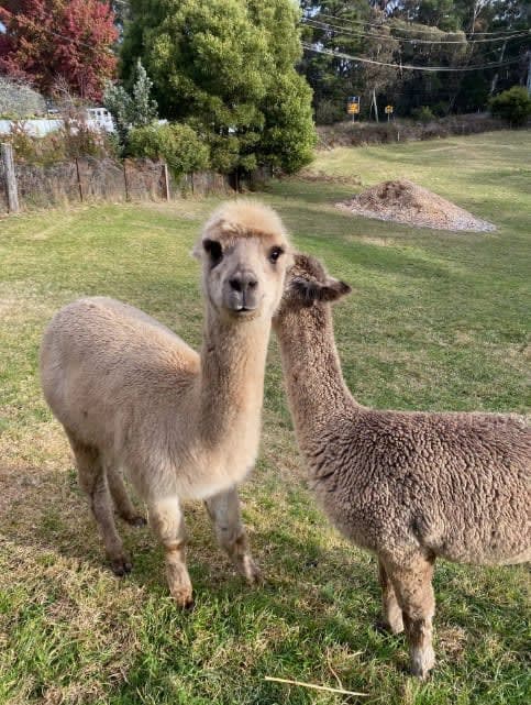 Two of our resident alpacas - Beth and Annie