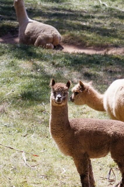 Our alpacas are a rare find in the Blue Mountains.