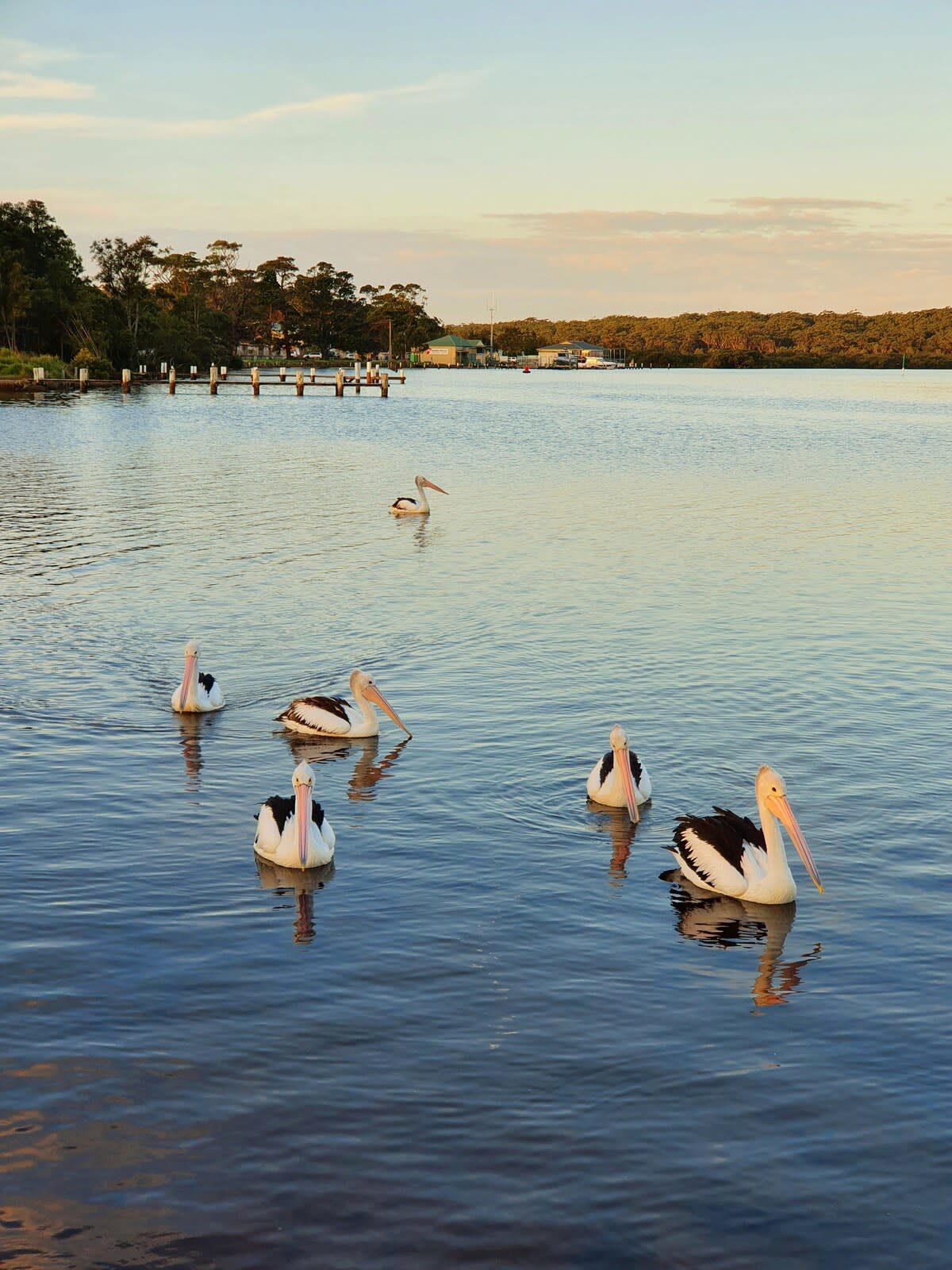 Pelicans at Sussex Inlet