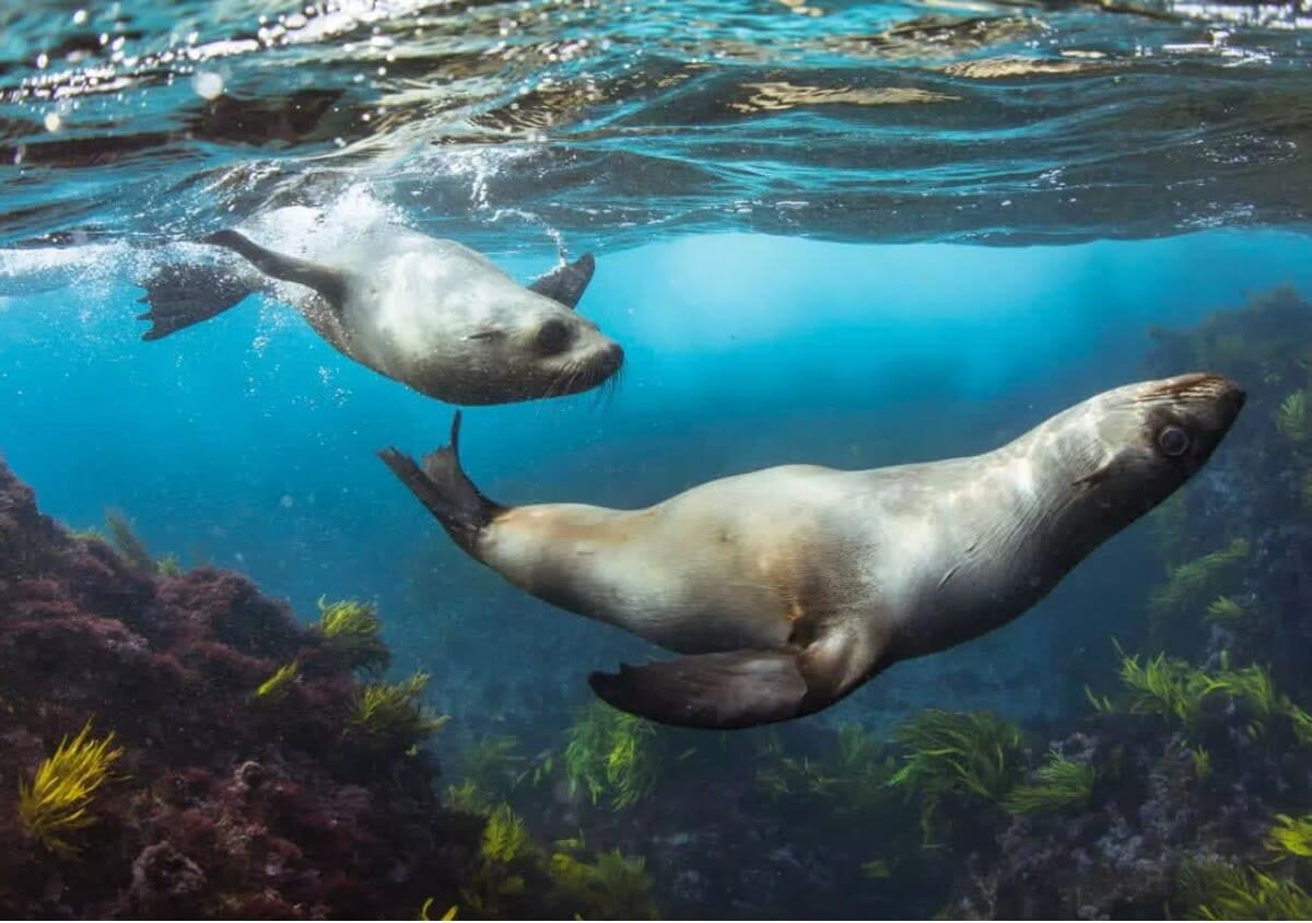 Go for a drive and swim with seals