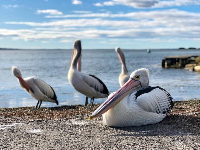Famous Pelican Feeding 10 Minutes walk from Home