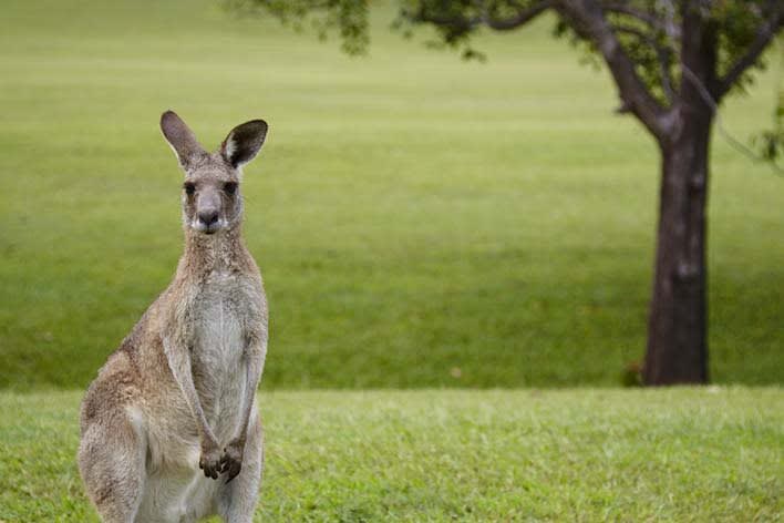 Port Stephens Kangaroo Encounters