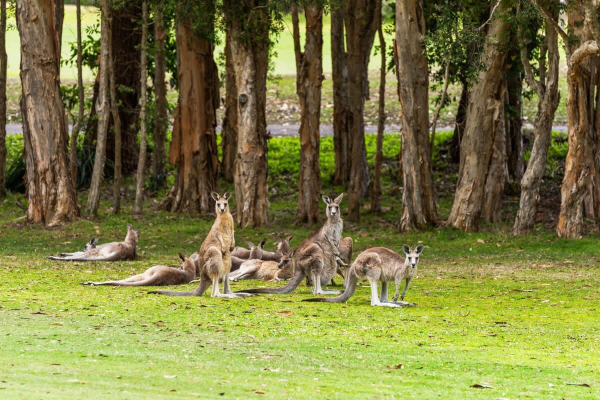 Local Kangaroos that visit
