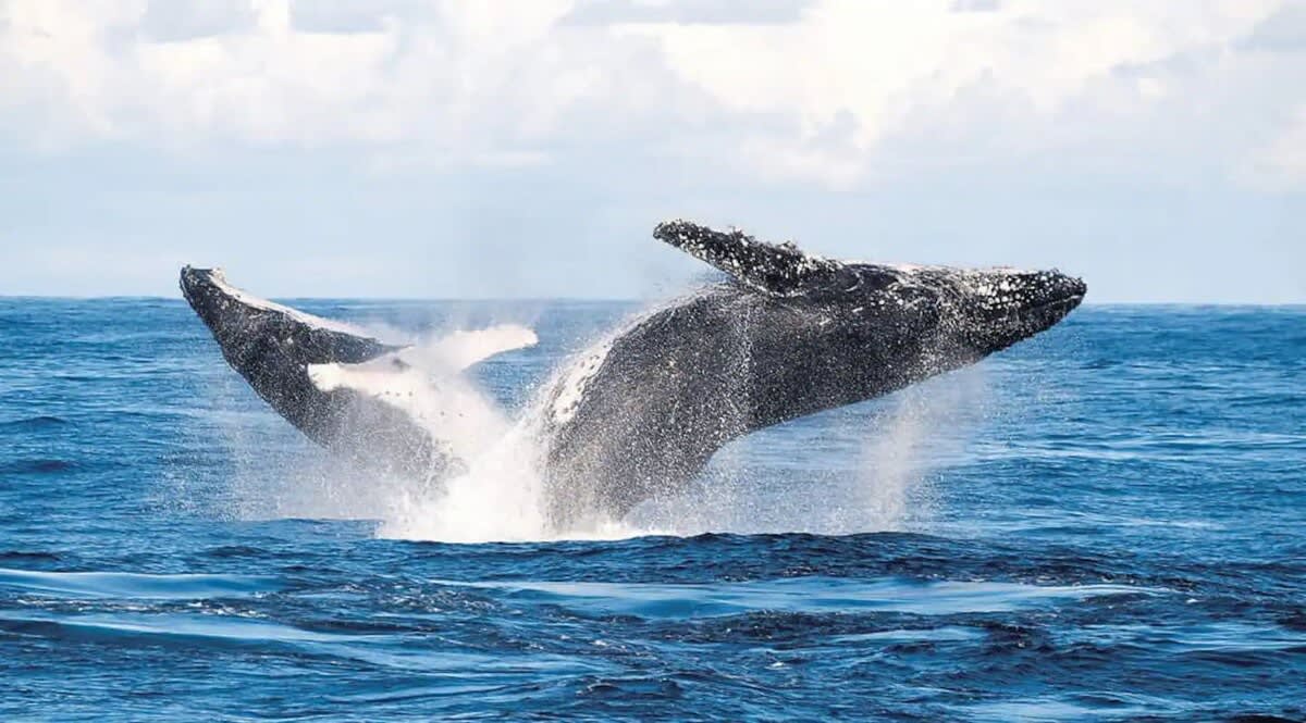 Whale Watching - Moonshadow Cruises