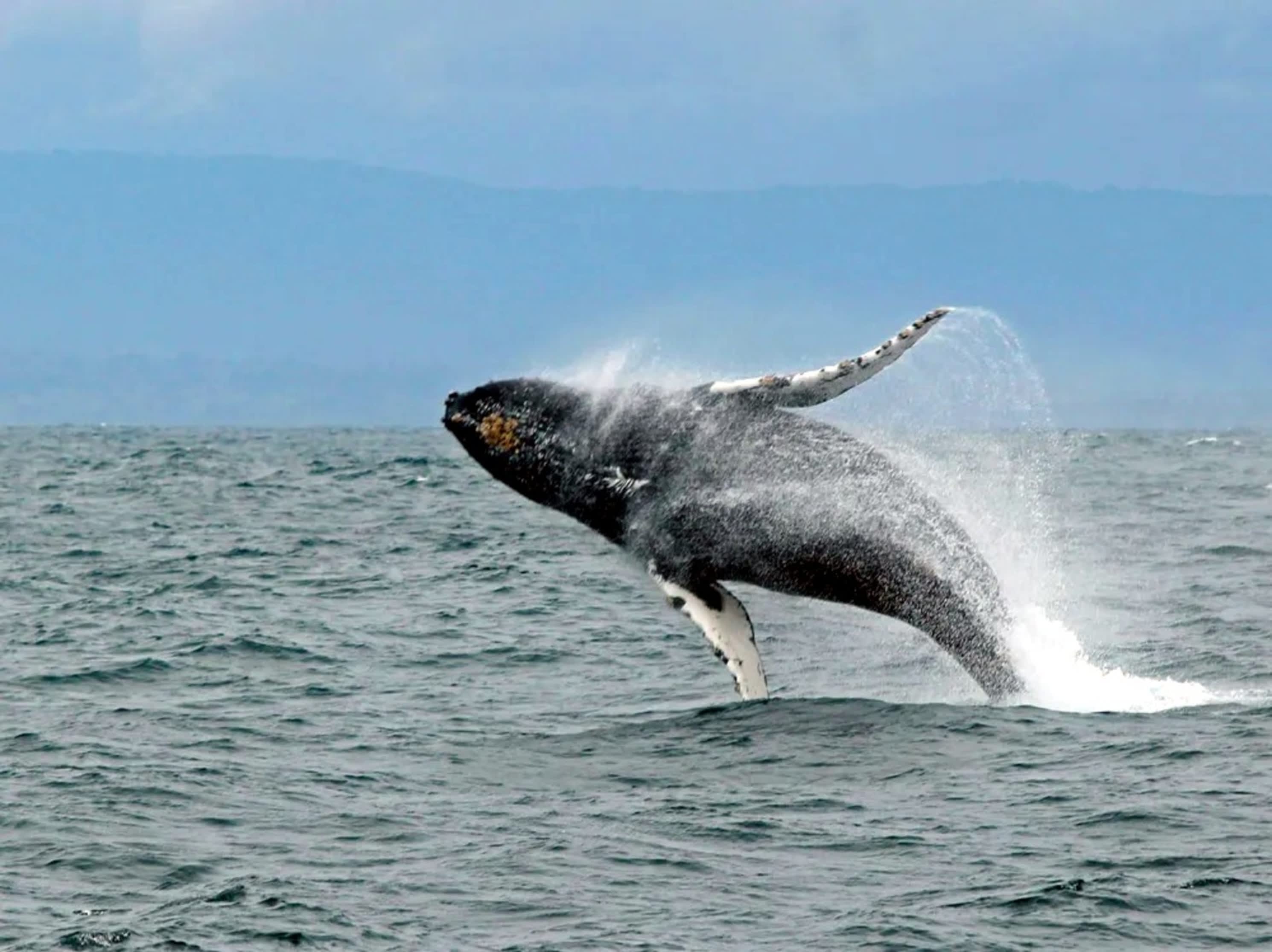 Oceanfront & Whale Watching | Coastal Breakers