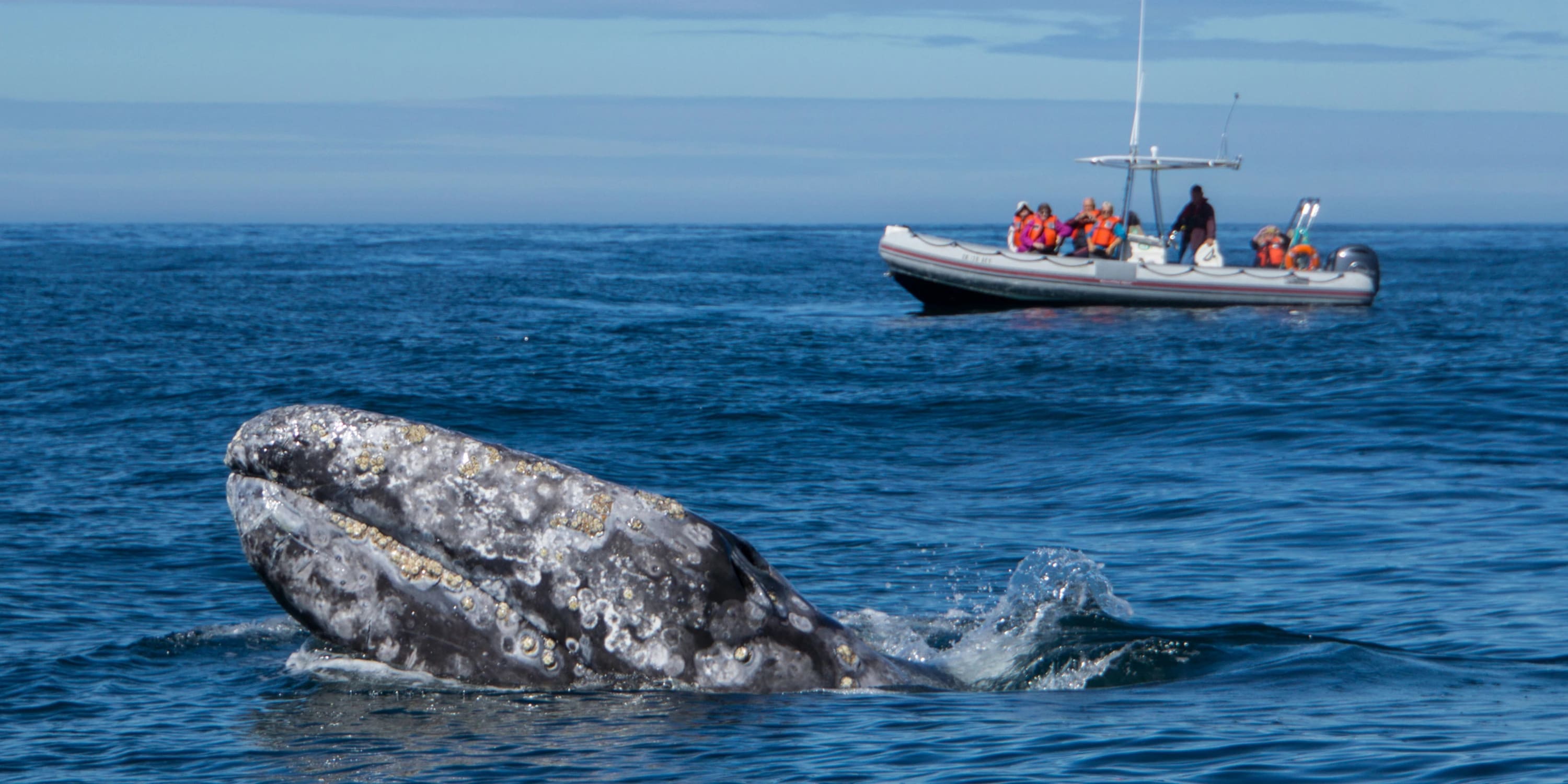 Oceanfront & Whale Watching | Coastal Breakers