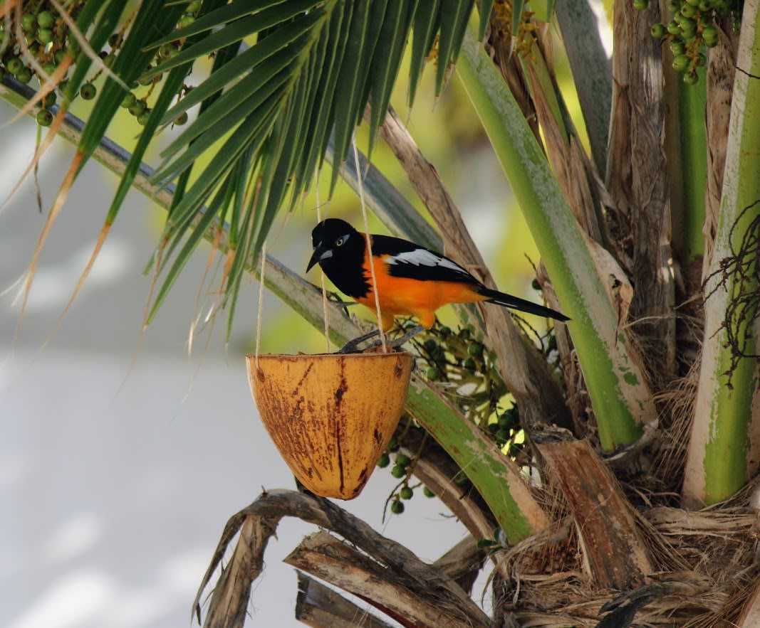 21 Makambaplein, Kralendijk, Caribbean Netherlands