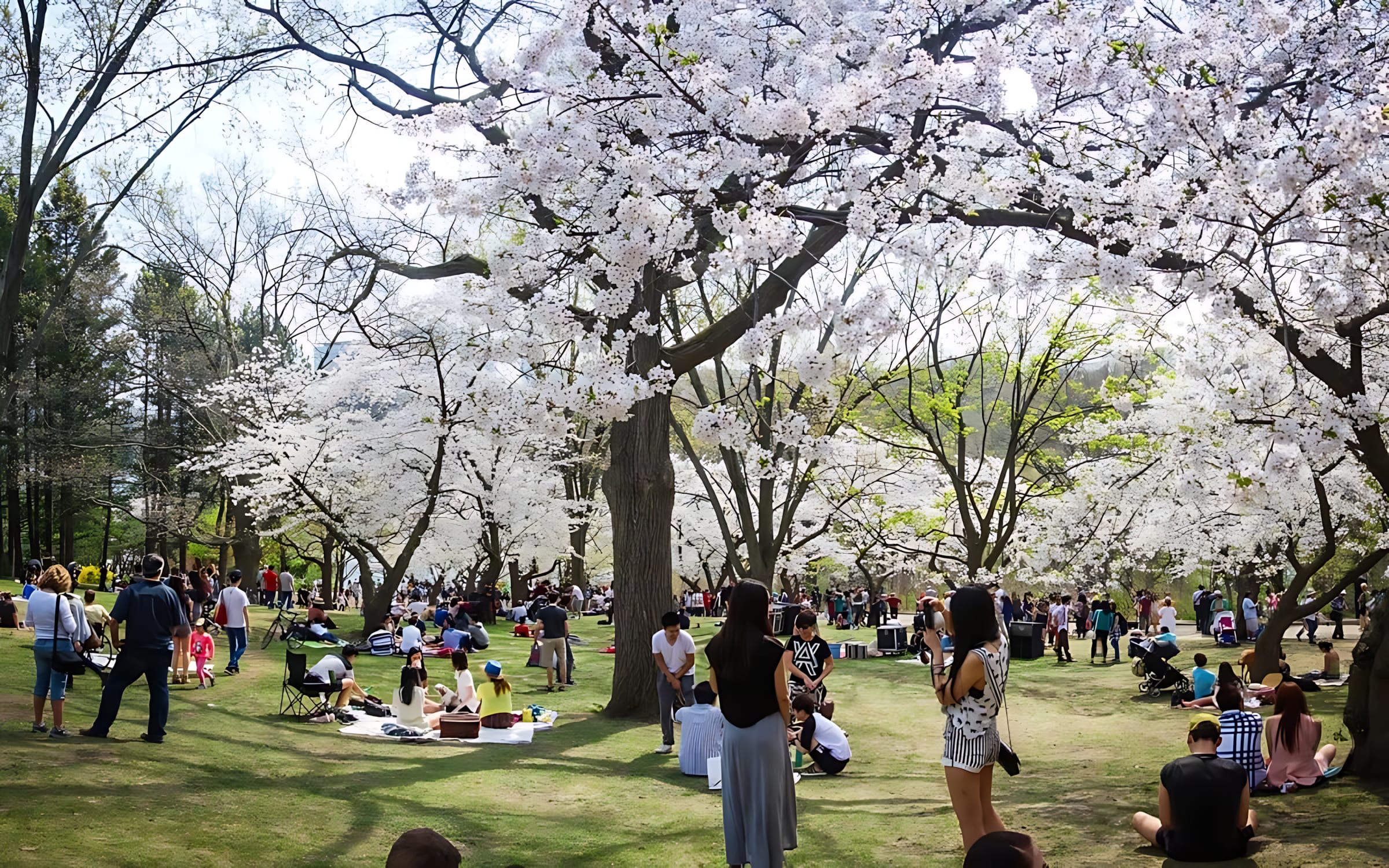 High Park Cherry Blossoms