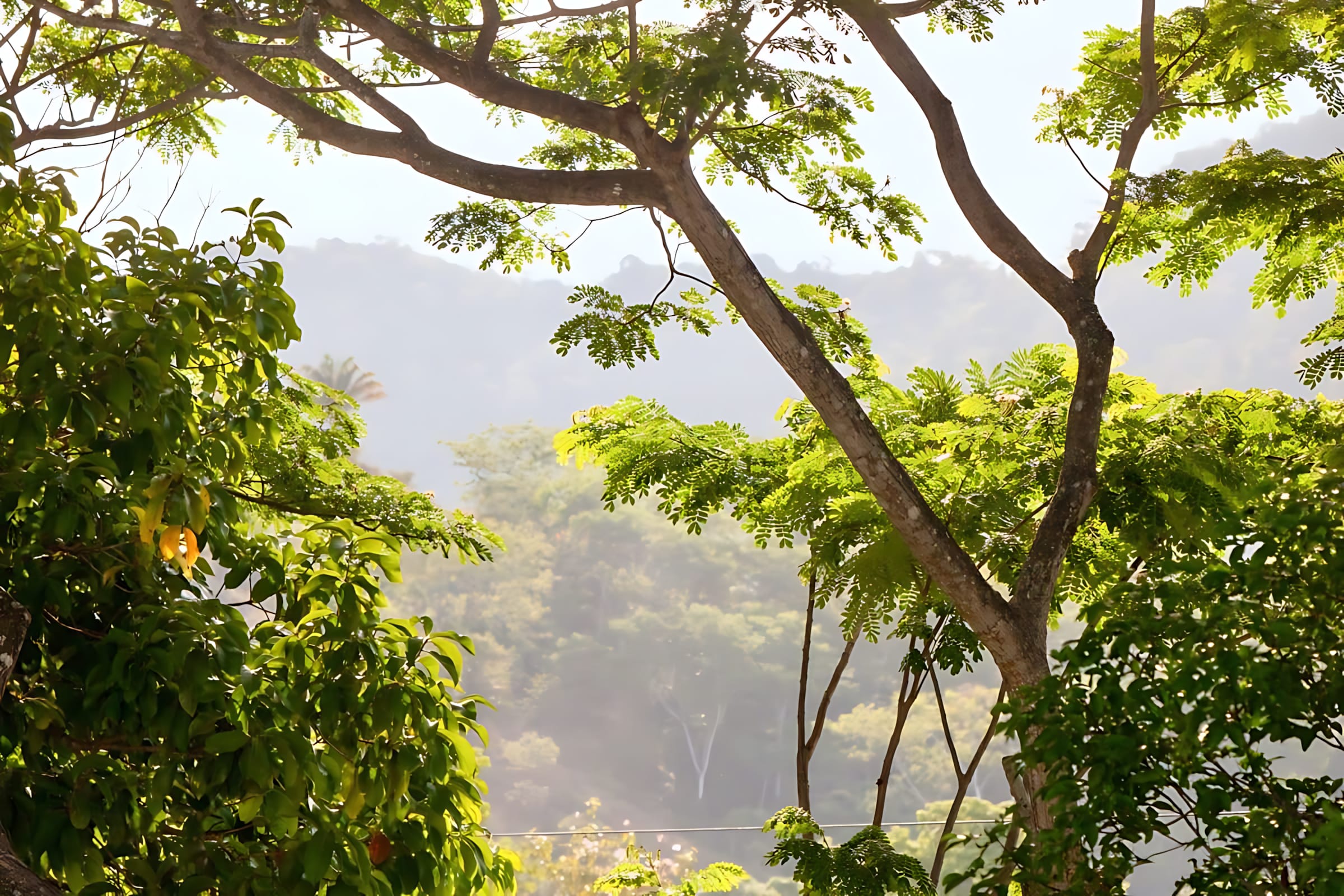 Serene View Of Tropical Trees And Lush Greenery