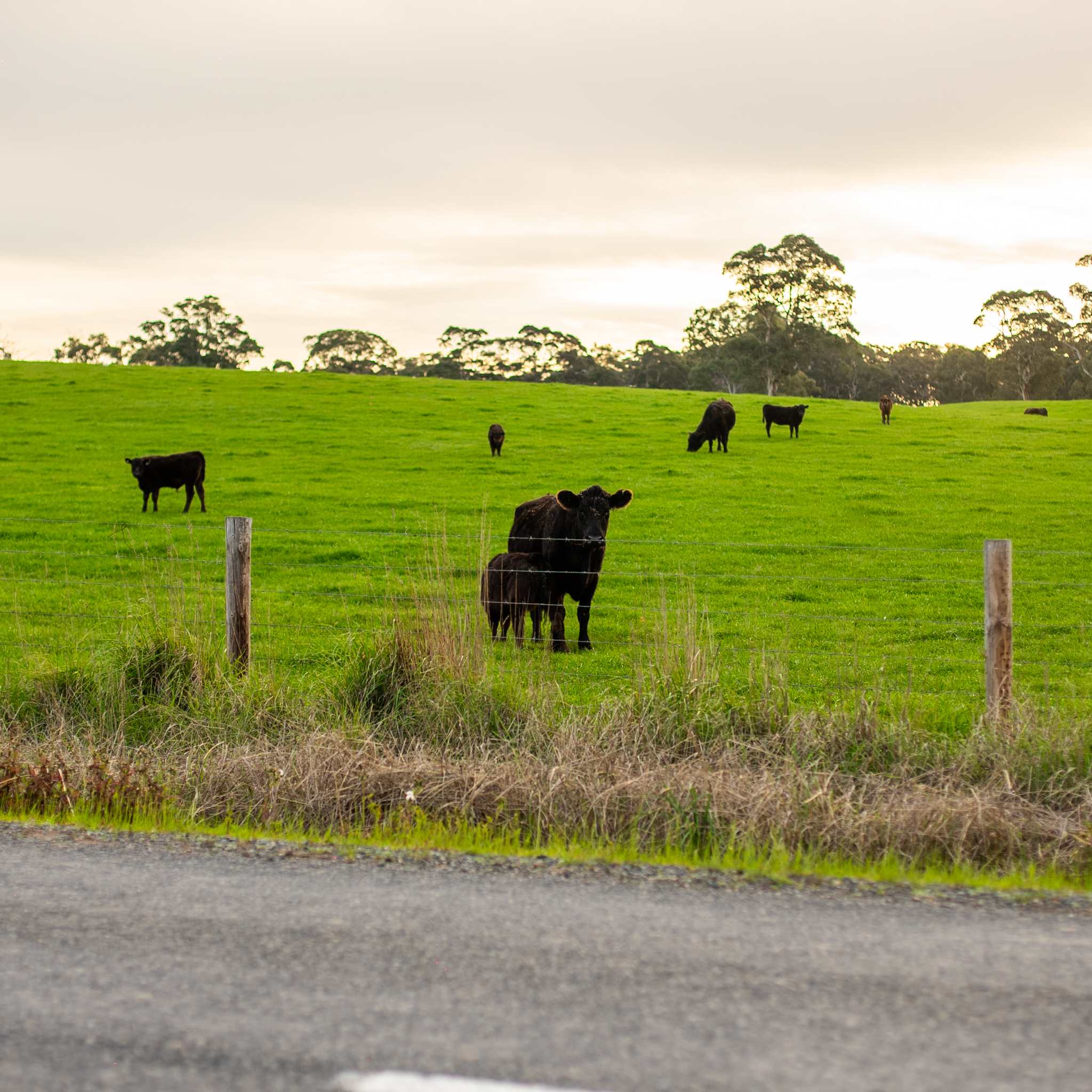 The Old Farm Cottage, Mount Torrens