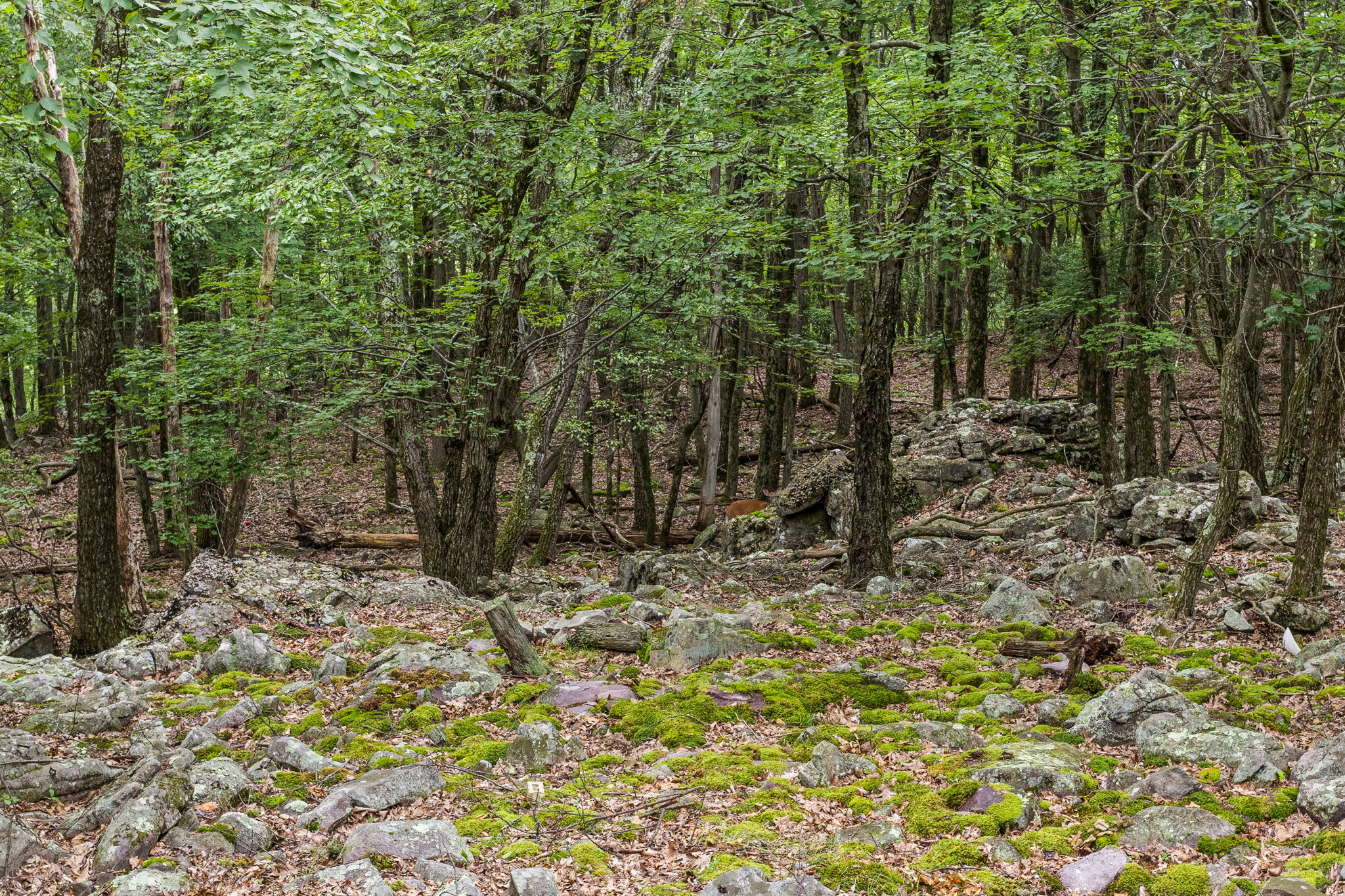 A beautiful wooded landscape with a rocky forest floor, immersing the home in nature.