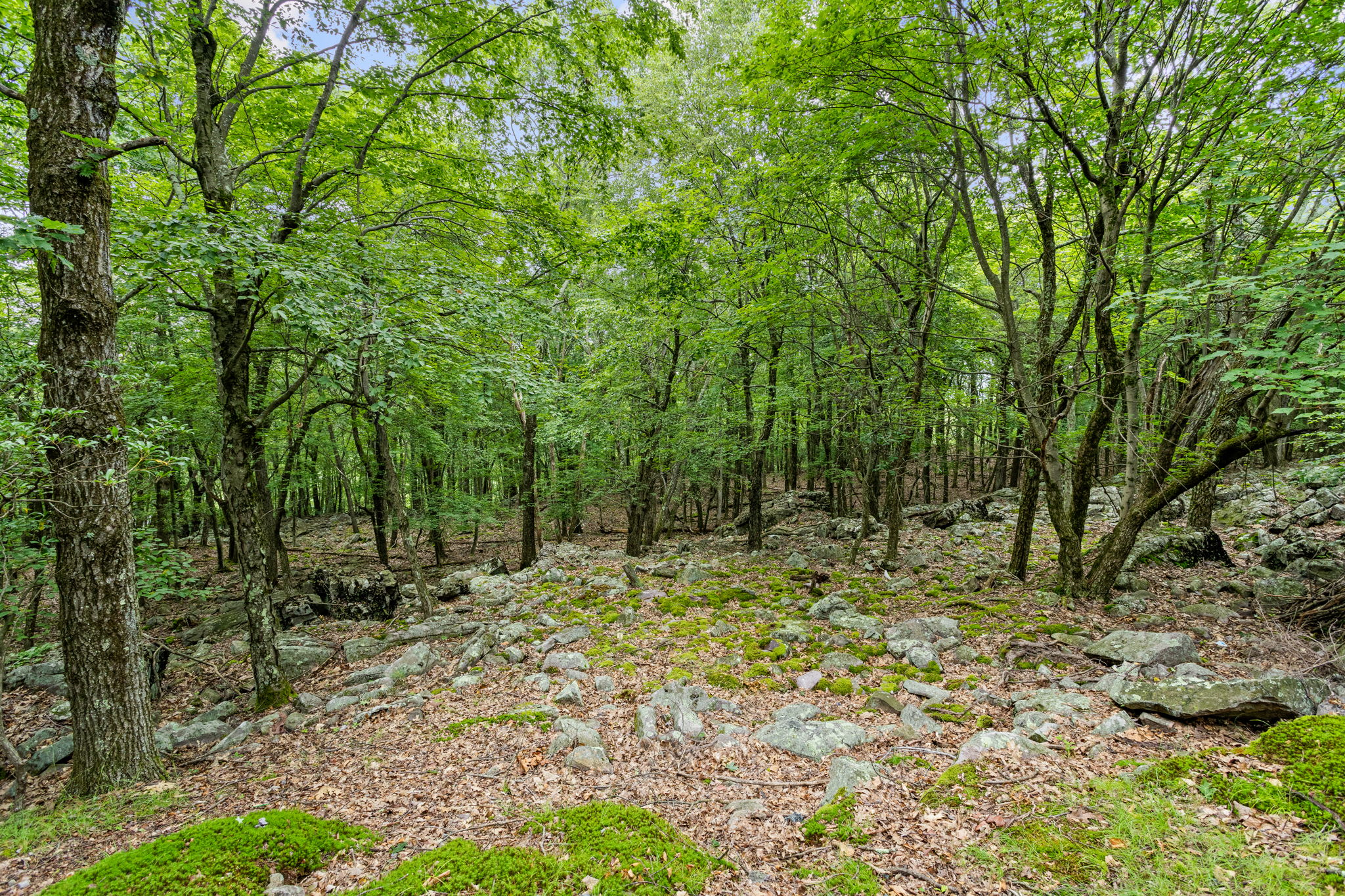 A stunning view of the forest floor, surrounded by lush greenery and peaceful seclusion.