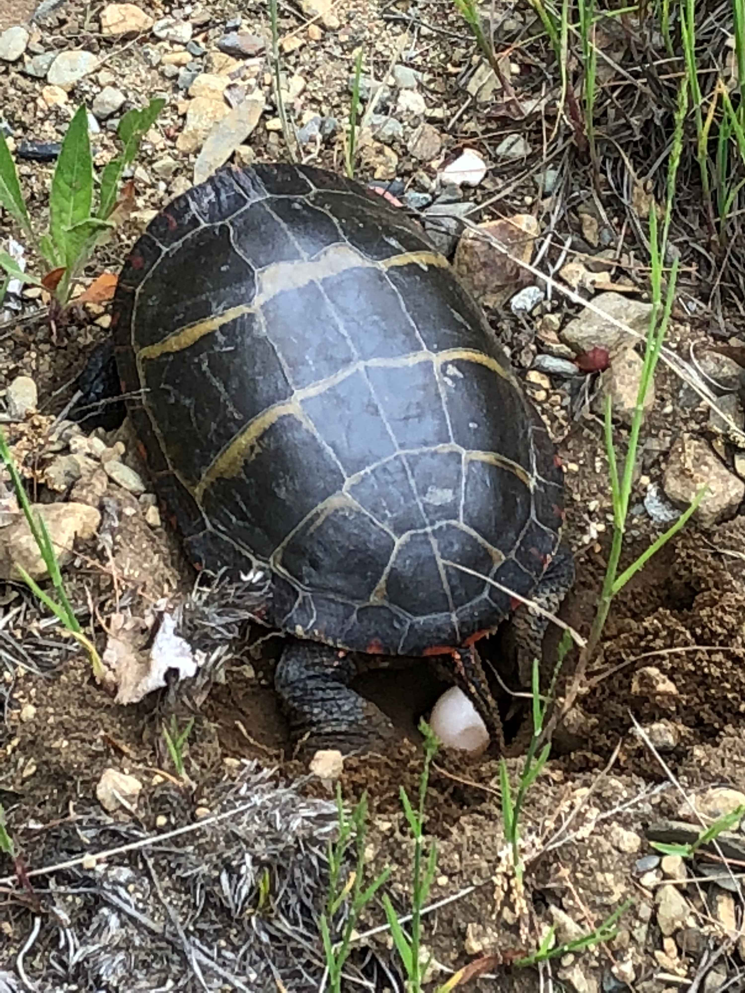 Late May and early June is turtle nesting season at Loon Point.