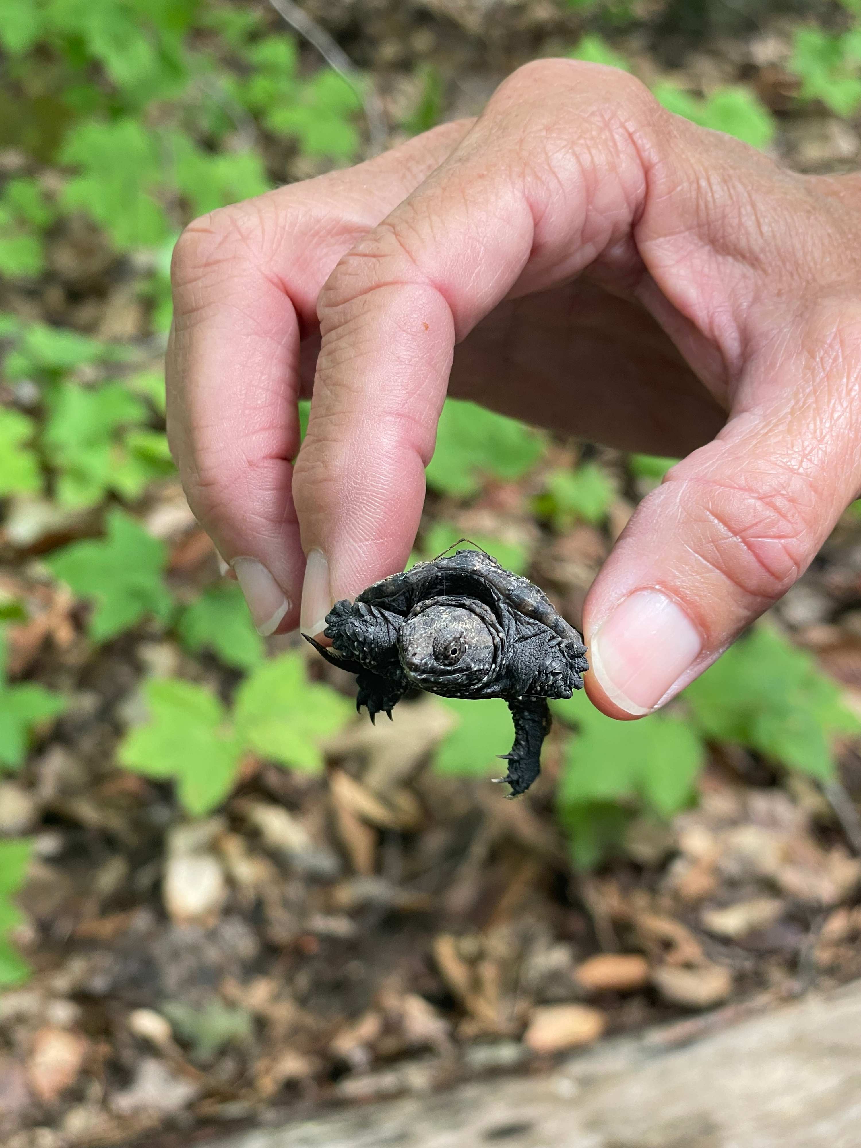 Late August and Early September is turtle hatching season at Loon Point.