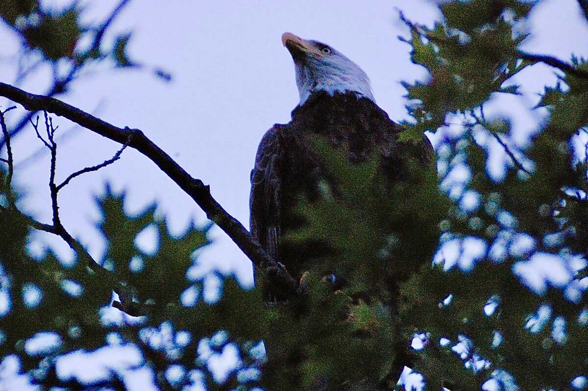 Eagle island visitors.